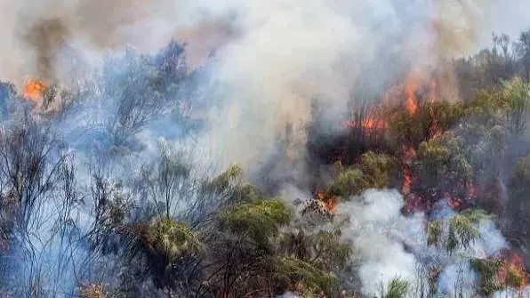 BNPB mencatat 96,07 hektare lahan karhutla di enam provinsi prioritas masih belum padam
