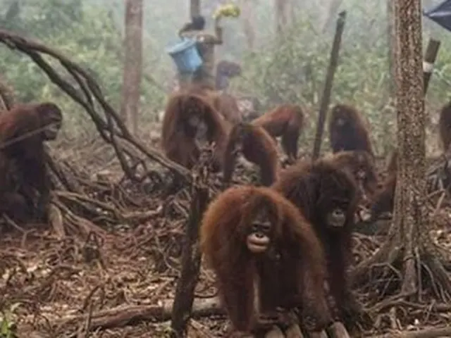 Karhutla Ancam Habitat Satwa, 232 Hewan Liar Berhasil Diselamatkan Pemerintah