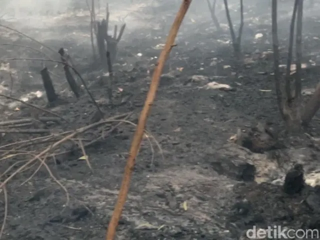 Lahan Terbakar di Kalimantan Selatan Tembus 27 Ribu Hektare Sepanjang 2026, Penanganan Titik Api Masih Terus Dilakukan